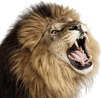 Foso de los Leones Foso de los Leones