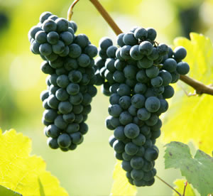 Racimos de uvas Racimos de uvas