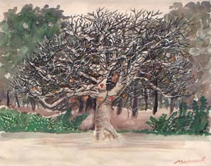Higuera estéril Higuera estéril