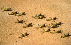 Langostas 2